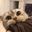 Cat as a Service (CATAAS)