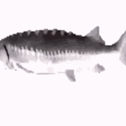 Fsh Api
